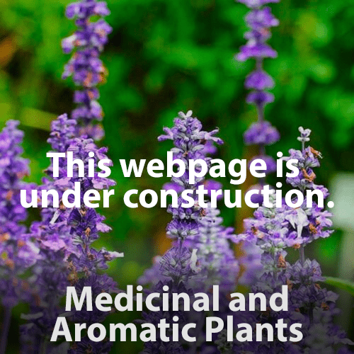 medicinal and aromatic plants_ medicinal and aromatic plants_